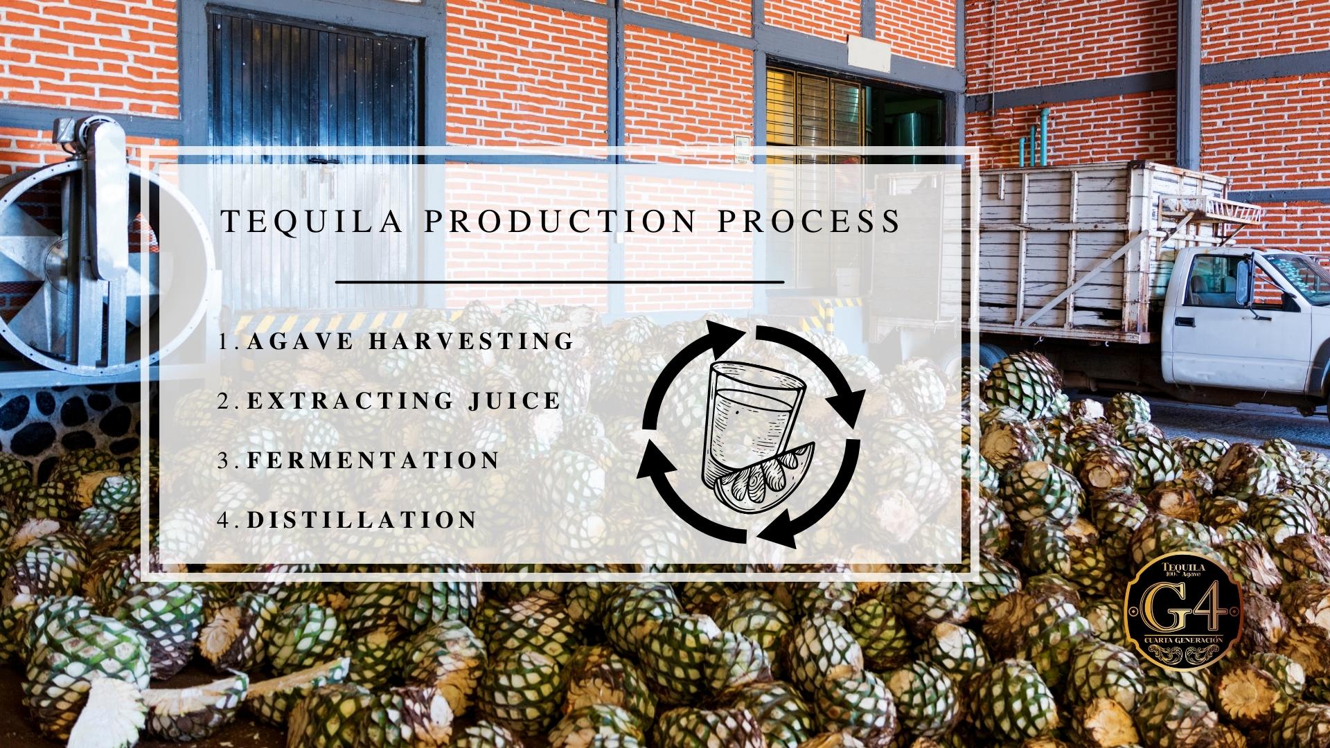 Infographic image of tequila production process
